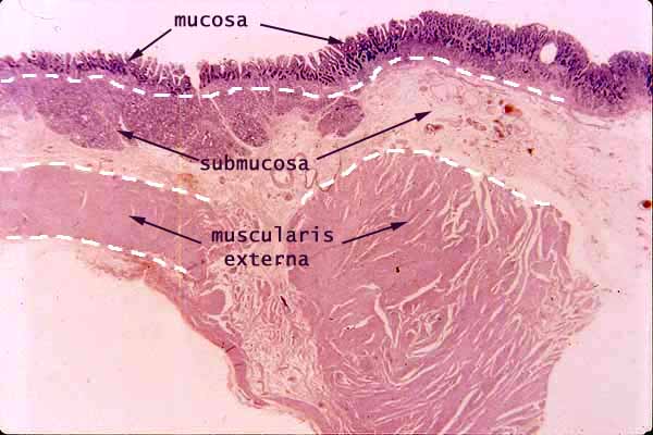 duodenum histology intestinal gland