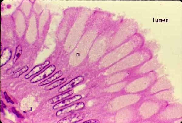 goblet cells in stomach