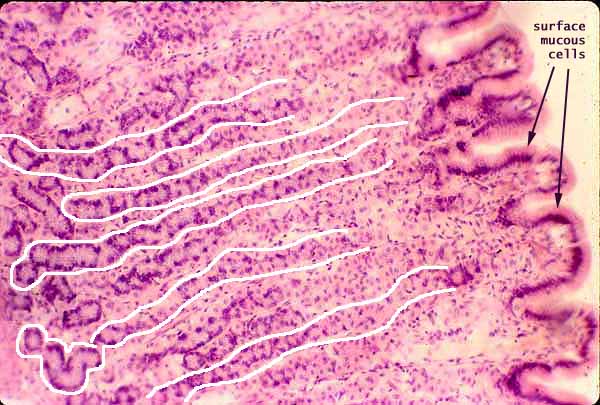 stomach histology gastric pit