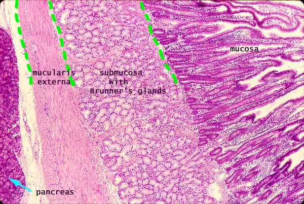 human duodenum histology