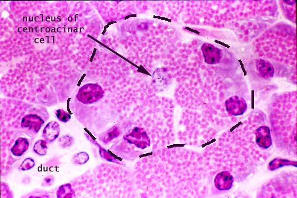 acinus of pancreas