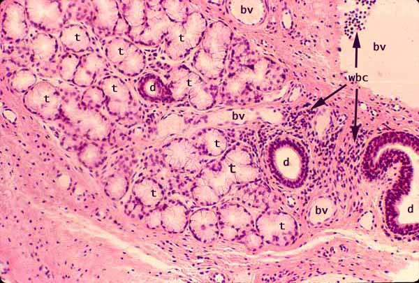 esophageal glands histology