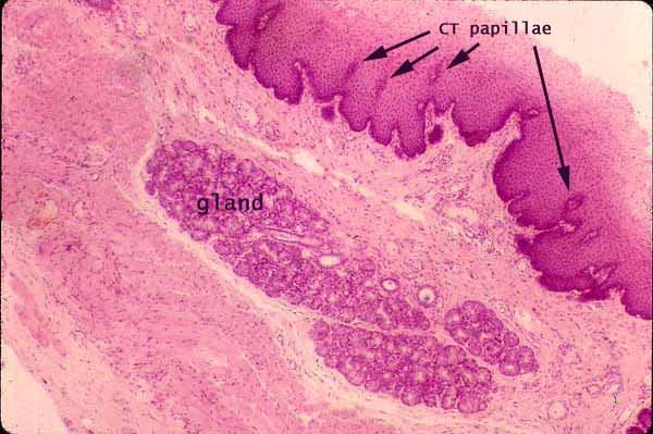 esophageal glands histology