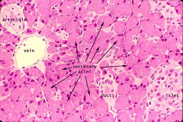 pancreas gland histology labeled