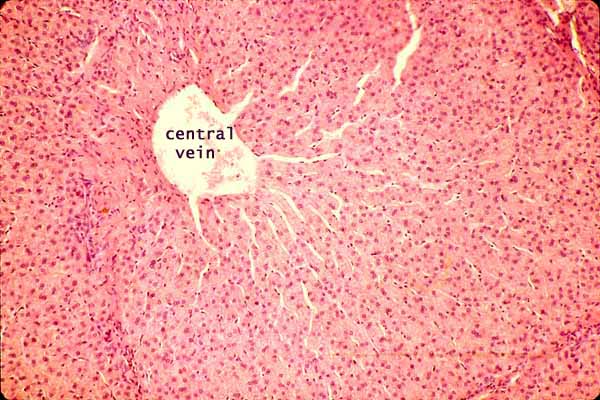 Veins Of Liver Histology