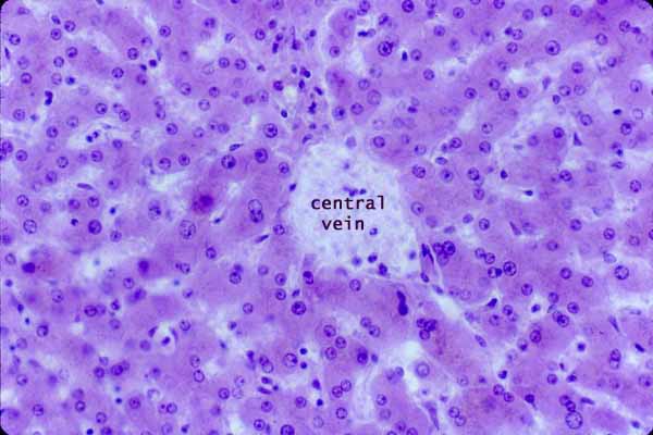 Liver Central Vein Histology