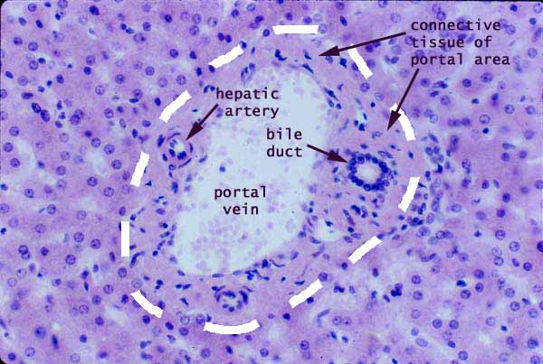 portal triad histology