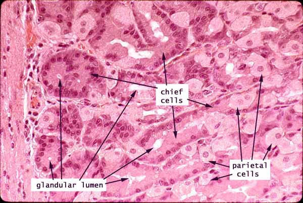 Histology at SIU