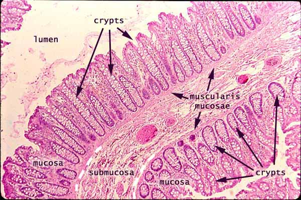 small intestine histology