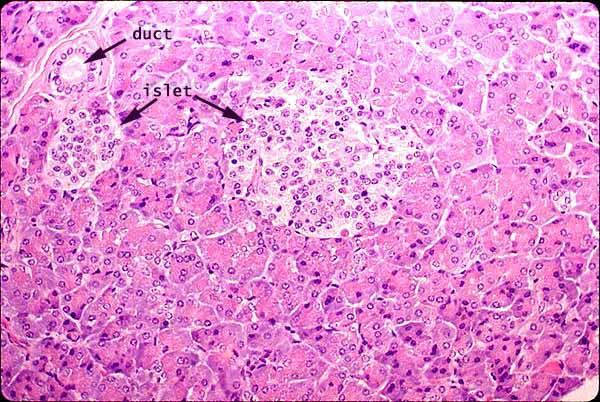 acinus of pancreas