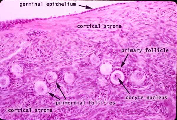 ovary histology labeled