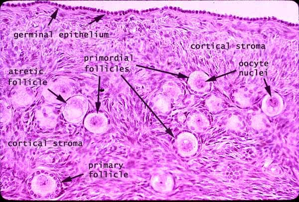 ovarian follicles slide