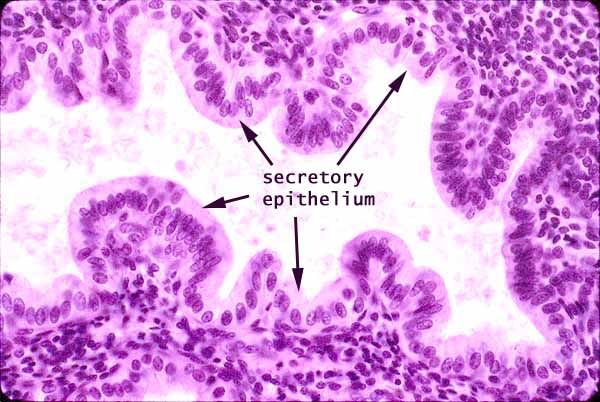 Secretory endometrium histology