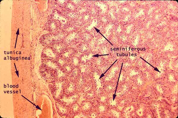 Histology At SIU