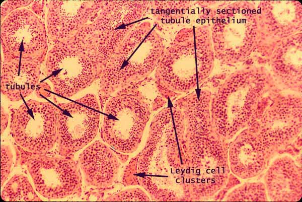 seminiferous tubule histology