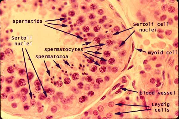 seminiferous tubules