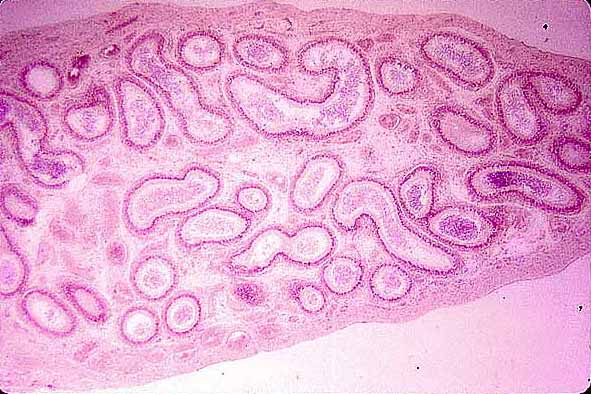 epididymis histology