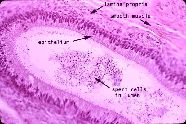 ductus epididymis histology