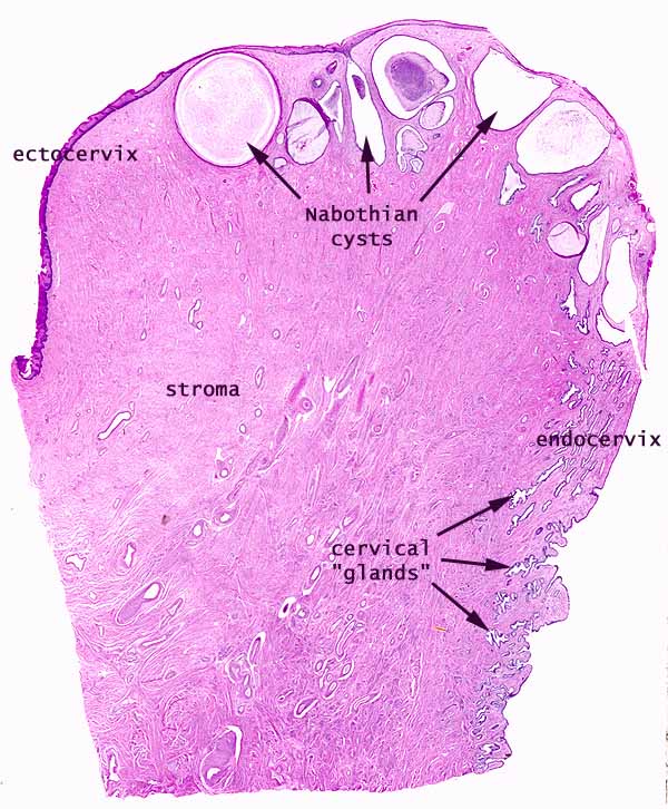 endocervix histology