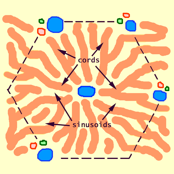 portal triad histology