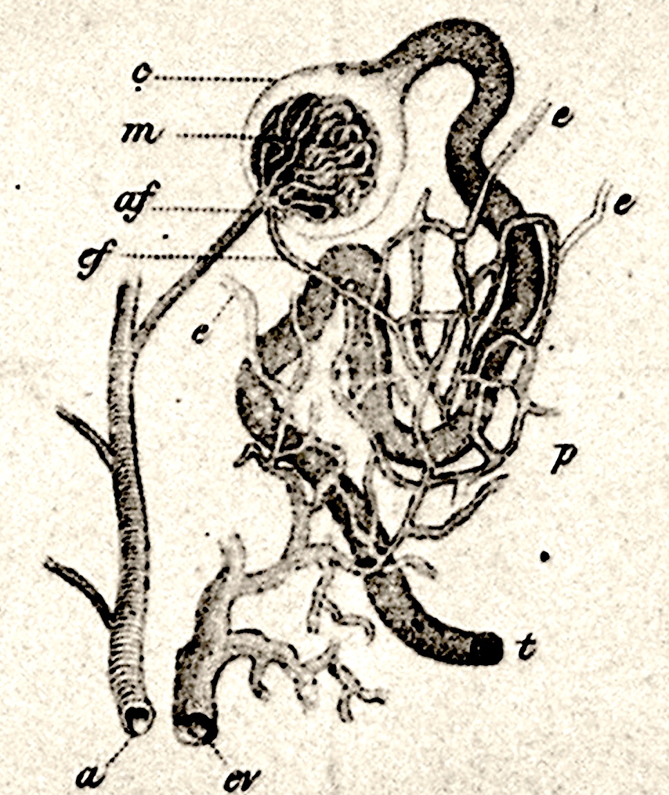 Histology at SIU, eponyms