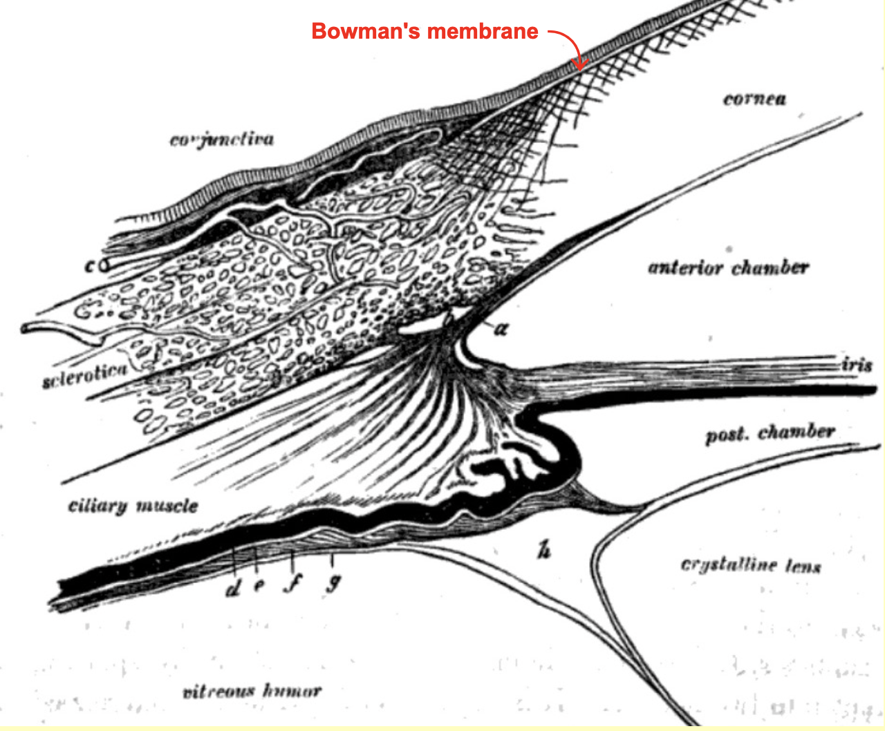 Histology at SIU, Bowman's eye