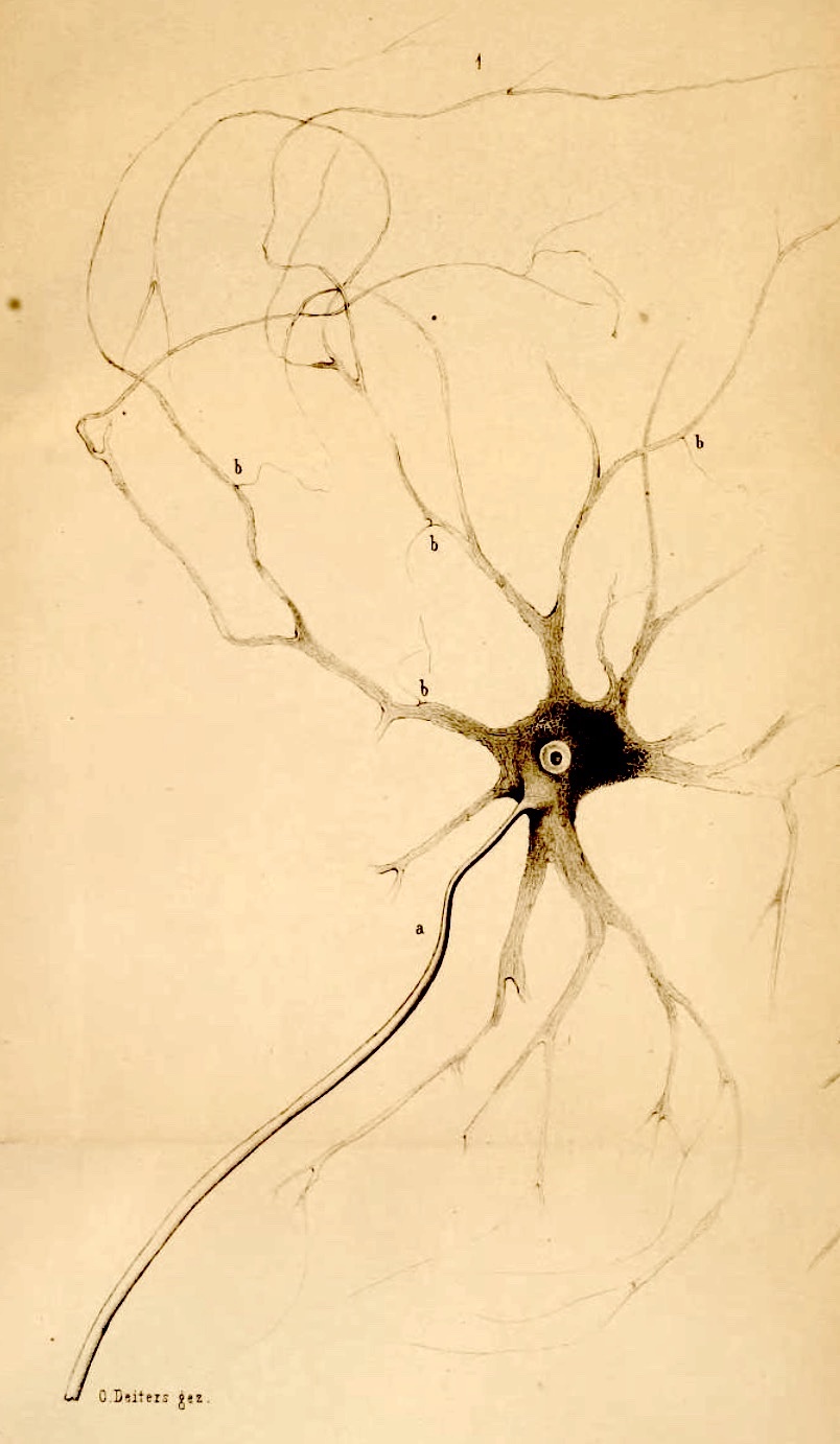 neuron microscope axon