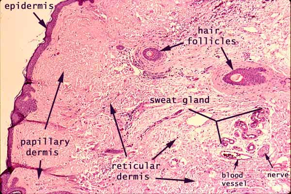 hair follicle histology