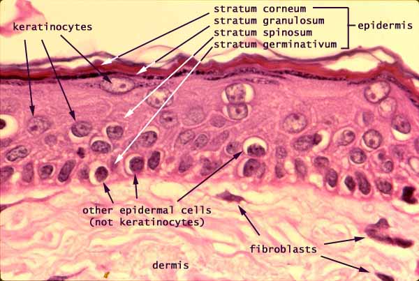 skin layers histology