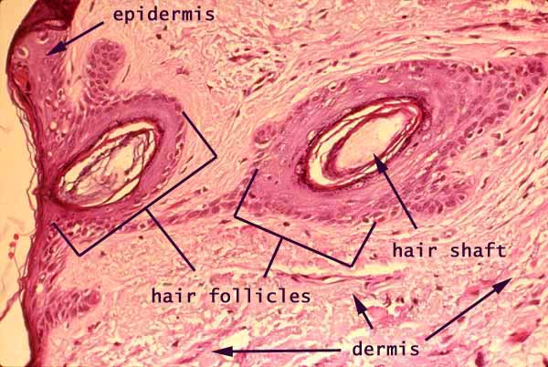 Histology at SIU