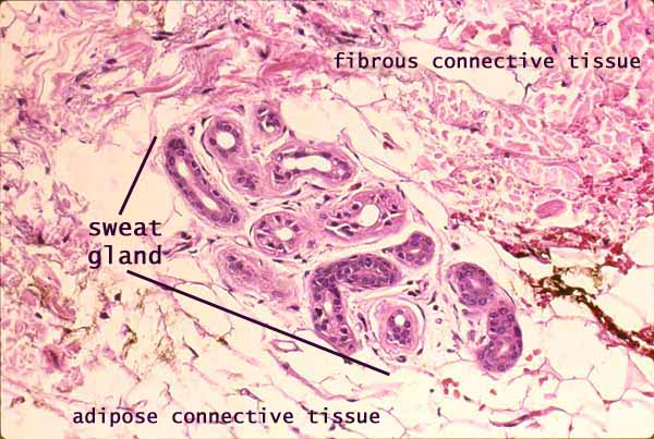 sebaceous glands histology