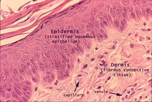 layers of epidermis histology