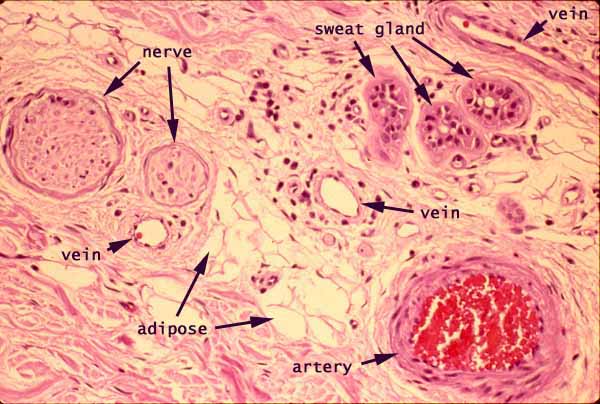 arteries and veins histology