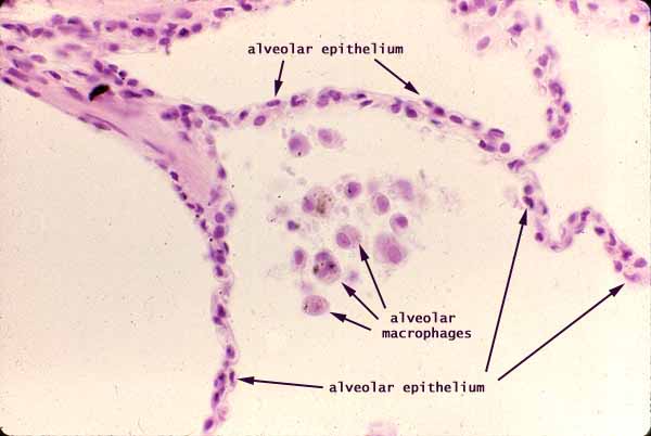 Histology at SIU