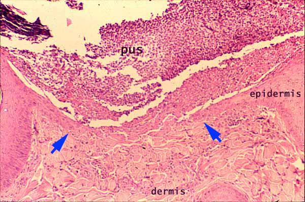 Histology at SIU