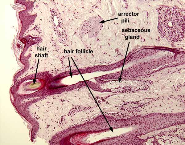 sebaceous glands histology