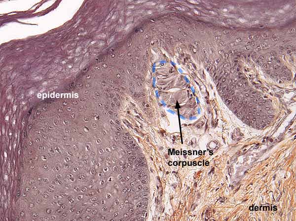 pacinian corpuscles histology