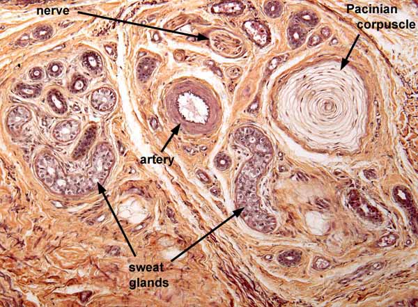 Pacinian Corpuscles Histology