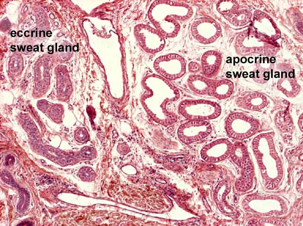 Eccrine Gland Histology