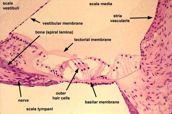 basilar membrane histology