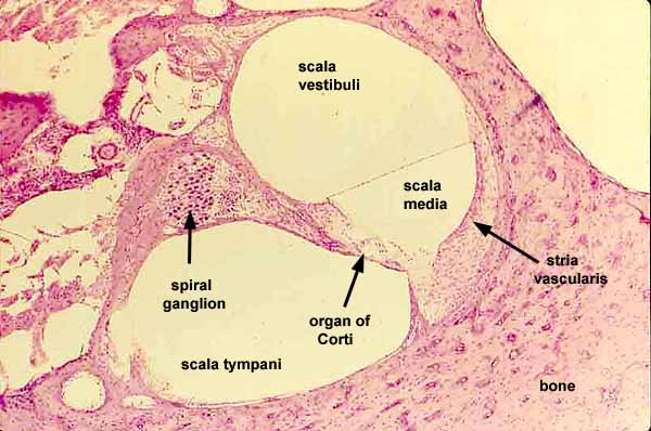 basilar membrane histology