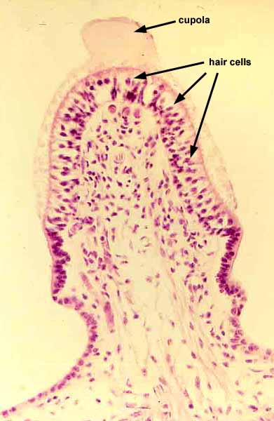 Crista ampullaris Histologie