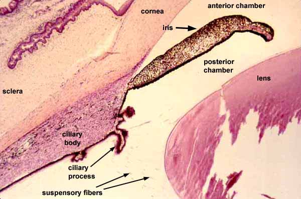 ciliary body anatomy