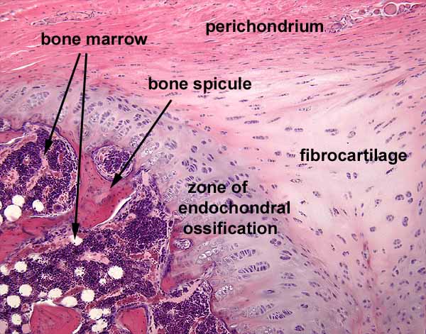 Histology At SIU