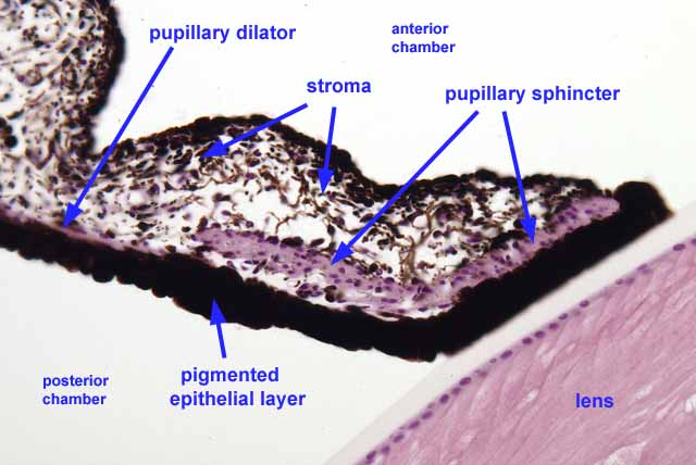 Histology at SIU