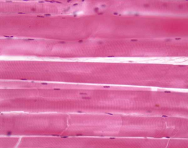 Histology At SIU Histology At SIU