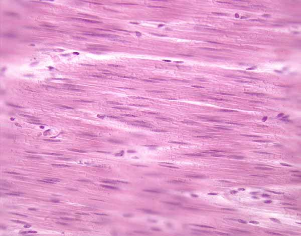 skeletal muscle tissue slide