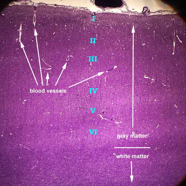 cerebral cortex histology layers