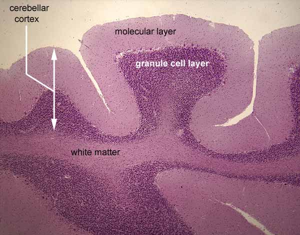 cerebral cortex histology layers