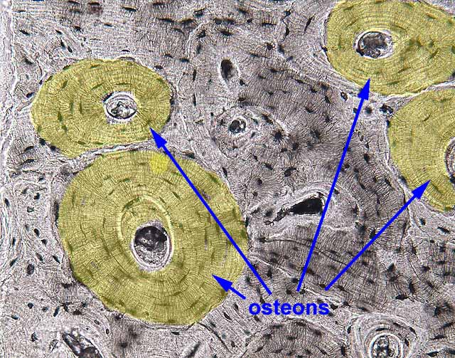 labeled bone connective tissue